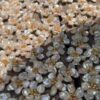 Natural Baroque Petal Pearls 2